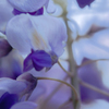 DSC01294. 春は芽ぐむ
