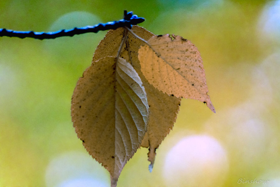 DSC04300-パール光ボケ紅葉