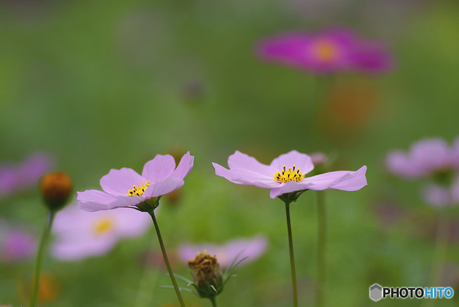 DSC04591- 蔵出しコスモス-11　