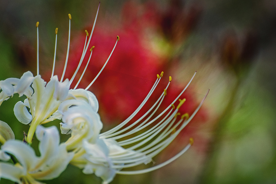 DSC04046  白い彼岸花は清い花