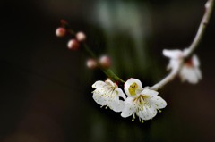 DSC05449-清らな姿