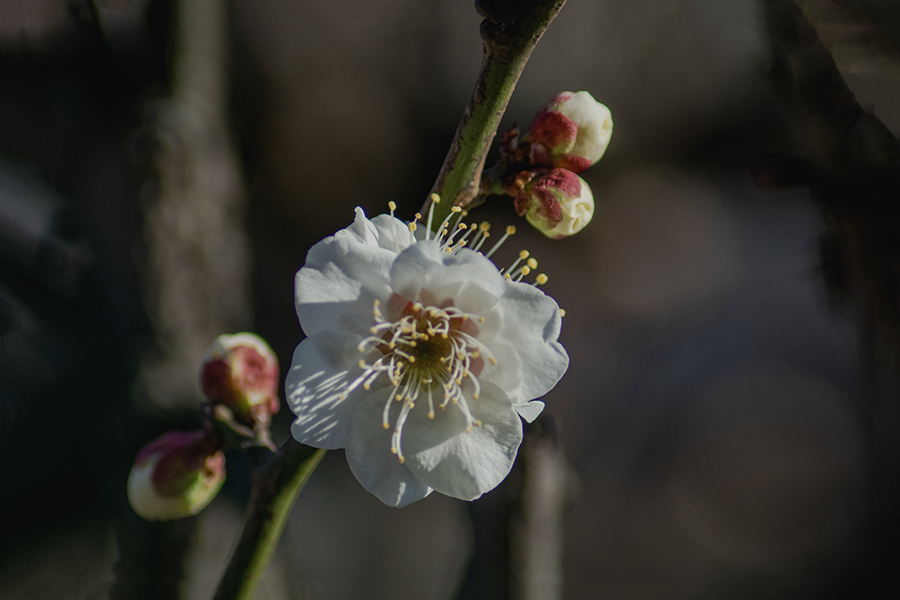DSC00183. 春の予兆