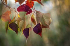 DSC00556  その姿天から舞い降りる如く