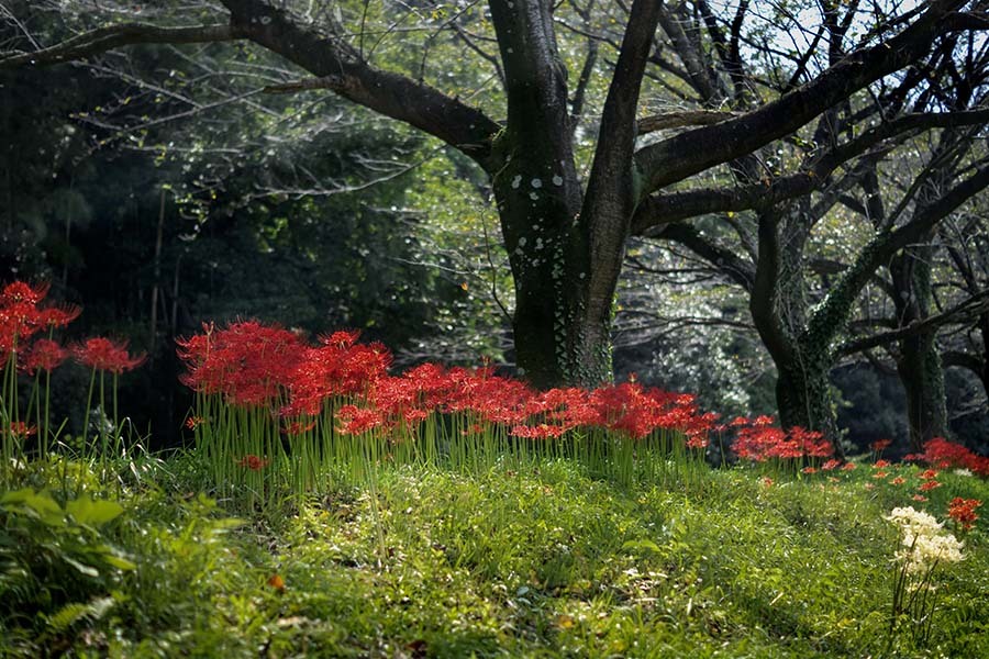 DSC05410.桜堤は秋燦燦.