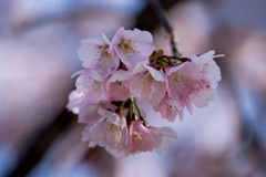DSC08648. 陽春