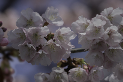 DSC04409 安行桜の競い咲き