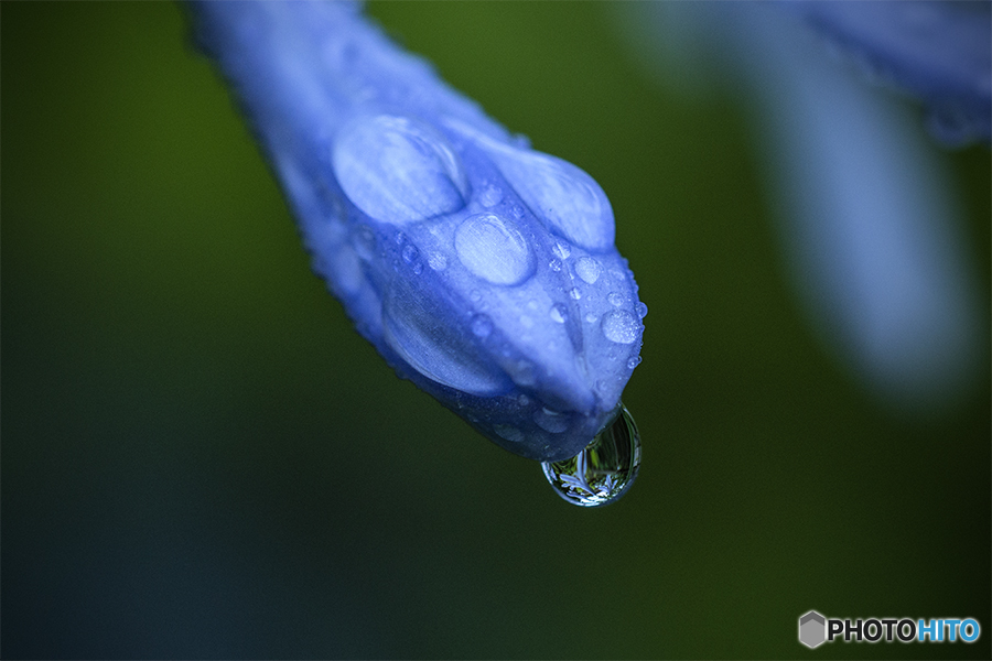 DSC05030 青い水玉