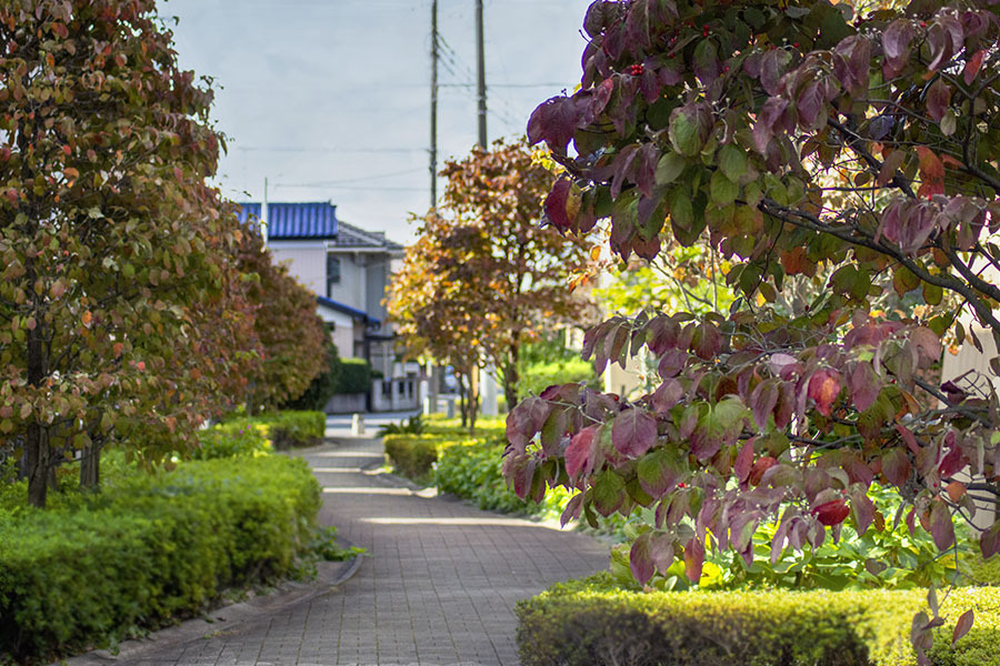 DSC0352 十月の遊歩道