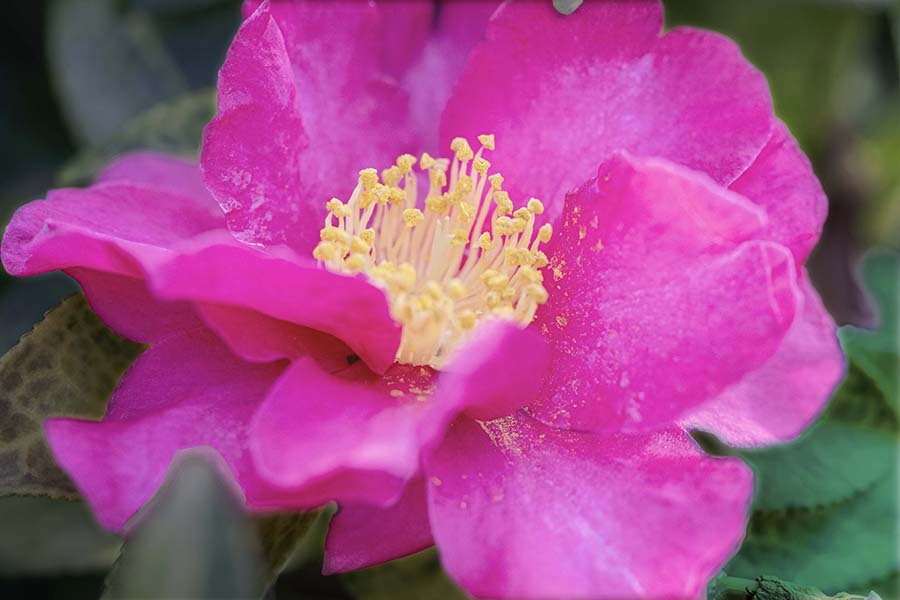 DSC09771 日溜りで華やぐ