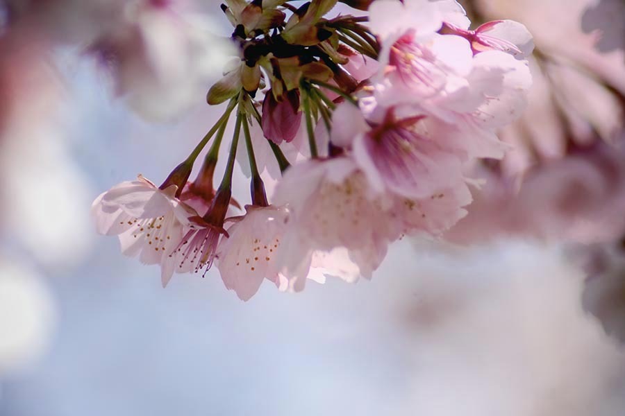 DSC00314. 桜の園