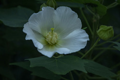 DSC00174. 白い花 芙蓉