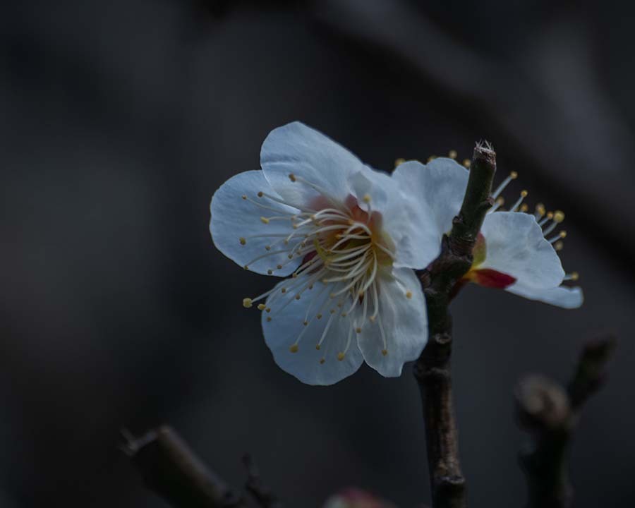 DSC00201 寒い朝白梅凛凛