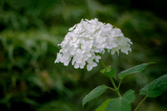 DSC02328. 白い妖精