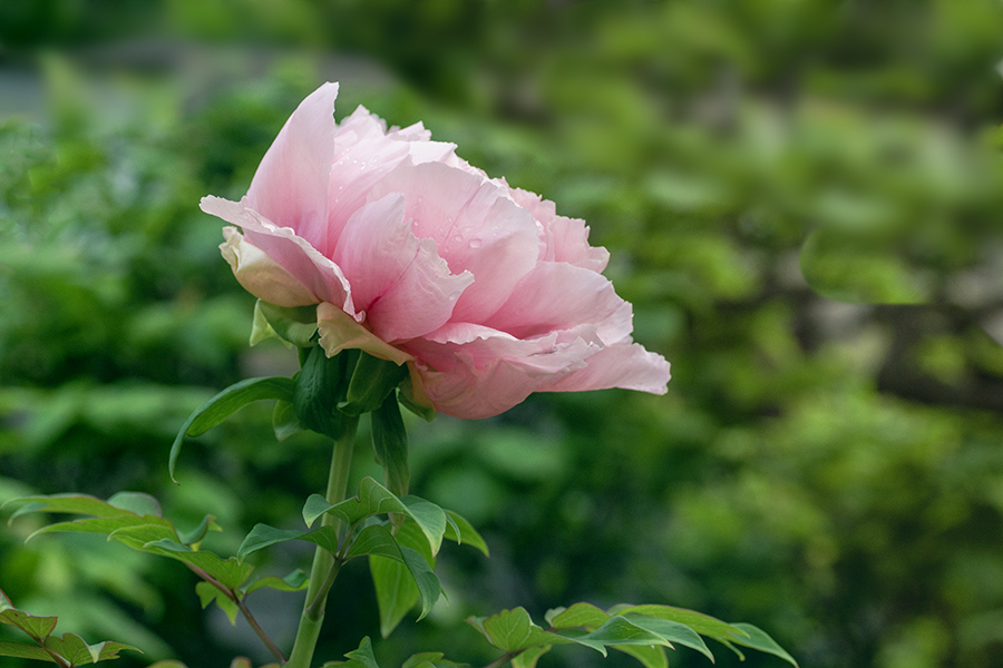 DSC01338. 牡丹映える