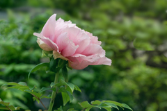 DSC01338. 牡丹映える