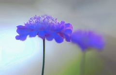 DSC05747 スカピオサ