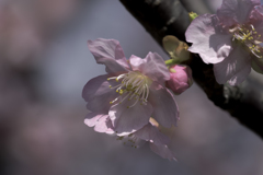 DSC03795 河津桜は春霞の中