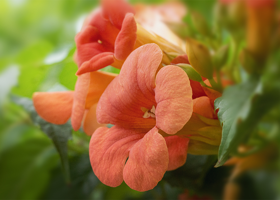 DSC07936.  ノウゼンカズラ