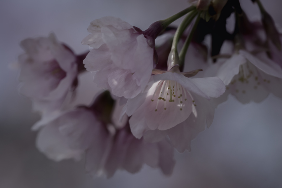 DSC04489 霞の中の安行桜