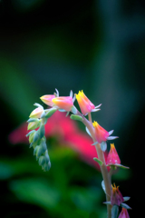 DSC01875.-1 エケベリア エレガンスの花