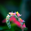 DSC01875.-1 エケベリア エレガンスの花