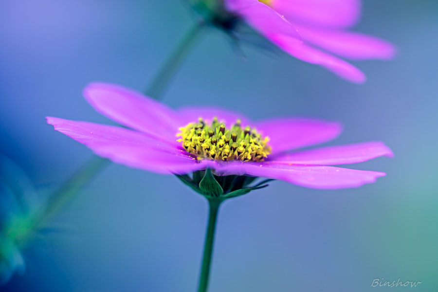 DSC02400-コスモス-1