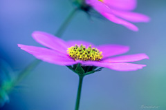 DSC02400-コスモス-1