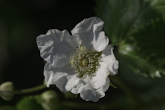 DSC07344 ナツツバキ？