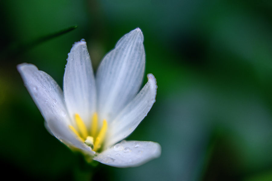 DSC02000. 幽玄