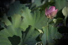 DSC02276 大葉に映す影絵