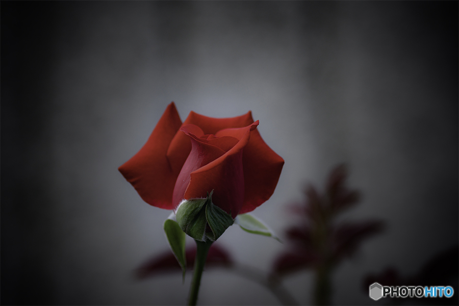 DSC06080.紅バラ psd