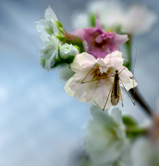 DSC04642  虫のベッドは花びらの中