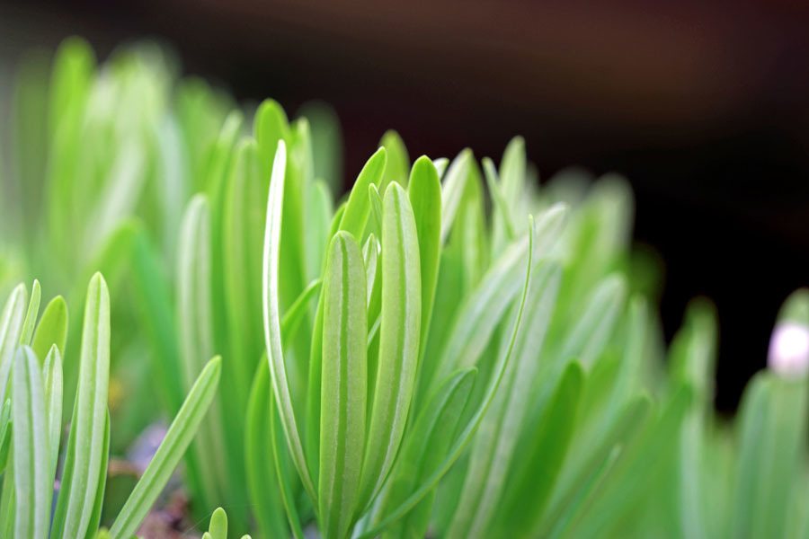 まきの葉、若葉の頃