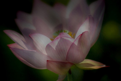 DSC07177 蓮の行燈