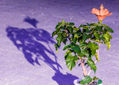 DSC04419-大地のカンバス-1