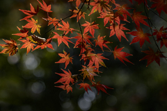 名残の紅葉-1.