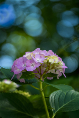 DSC07692-1 梅雨の巡り合い