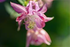 DSC05392. 花のステンドグラス