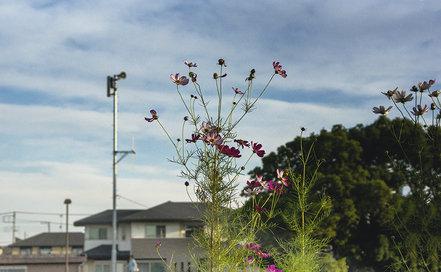 DSC03459-２ 秋の朝