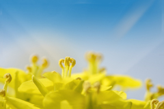 DSC00896. 菜の花たち