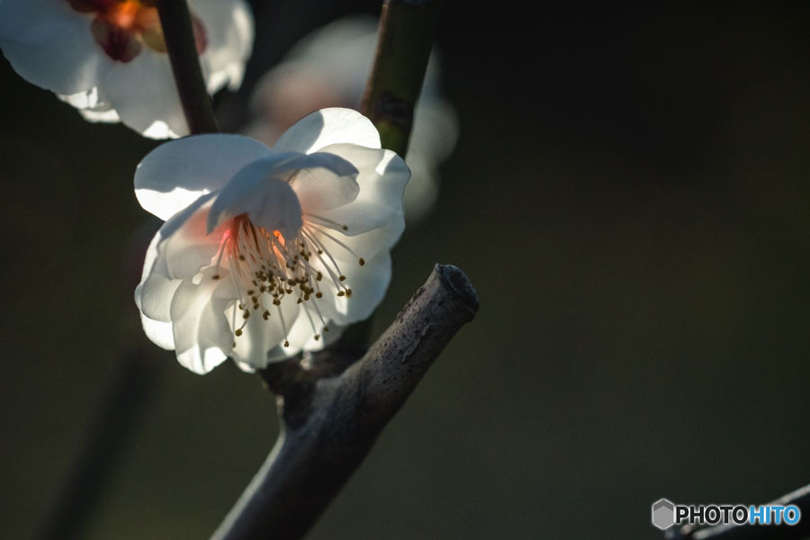 DSC06059-伊豆の白梅-3