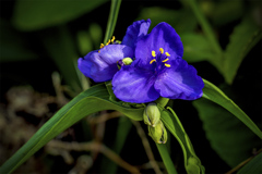 DSC04459 紫露草-1 