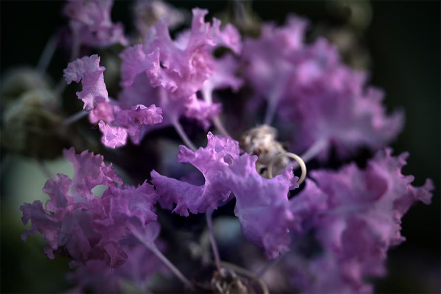 まばゆい百日紅に御座る