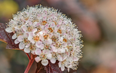 下野(しもつけ)