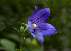 桔梗は秋の花-1