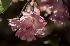 DSC07981. 朝陽と花海棠