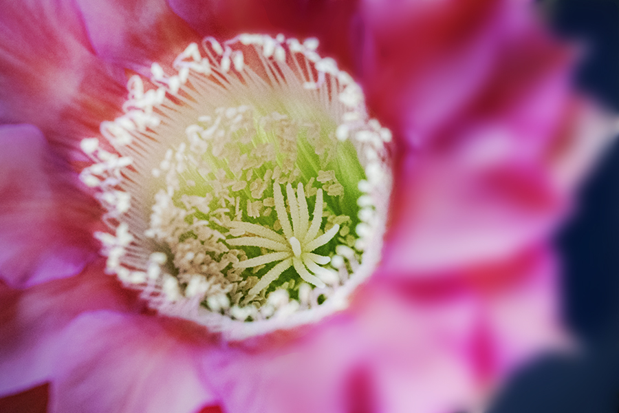 DSC09006. 蕊の世界へ.