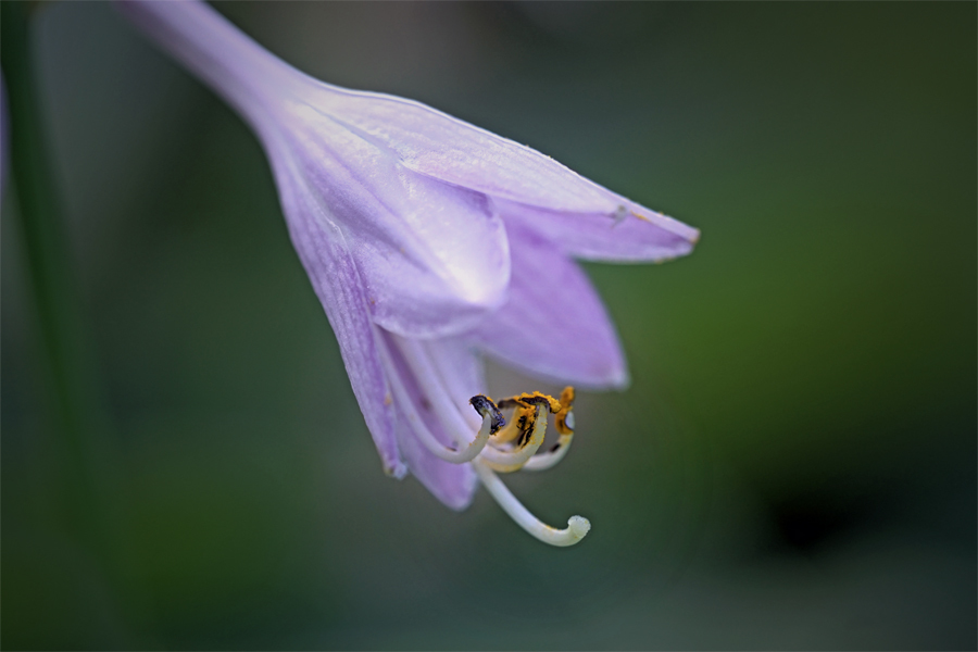 赤ちゃんアガパンサスでござる