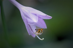 赤ちゃんアガパンサスでござる