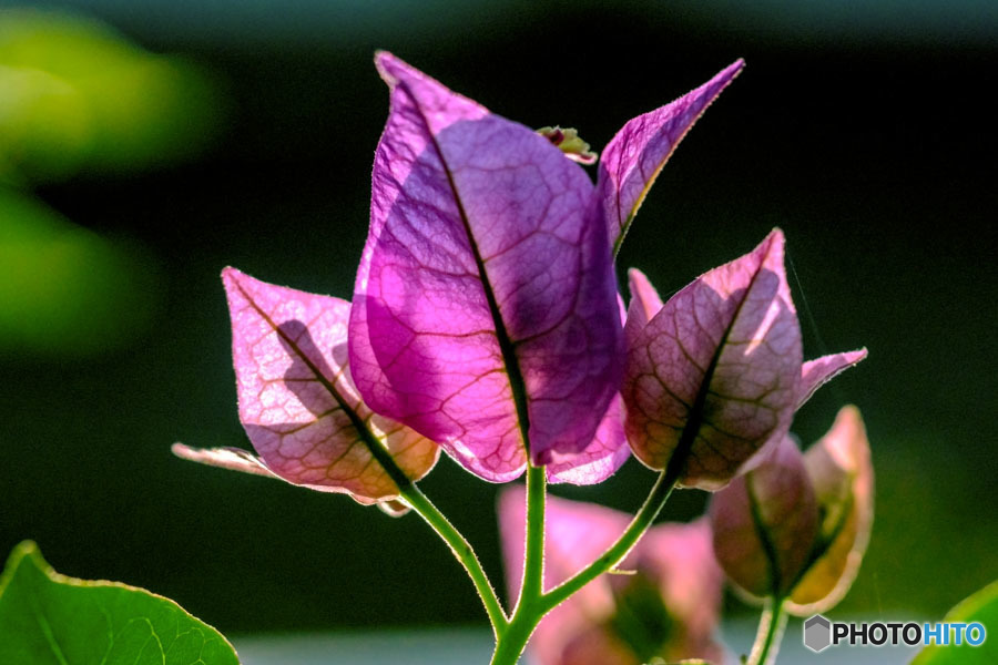 DSC06090-春光燦燦のブーゲンビリア